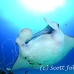 ray_manta_han_baa_h_0171_mal0900.jpg